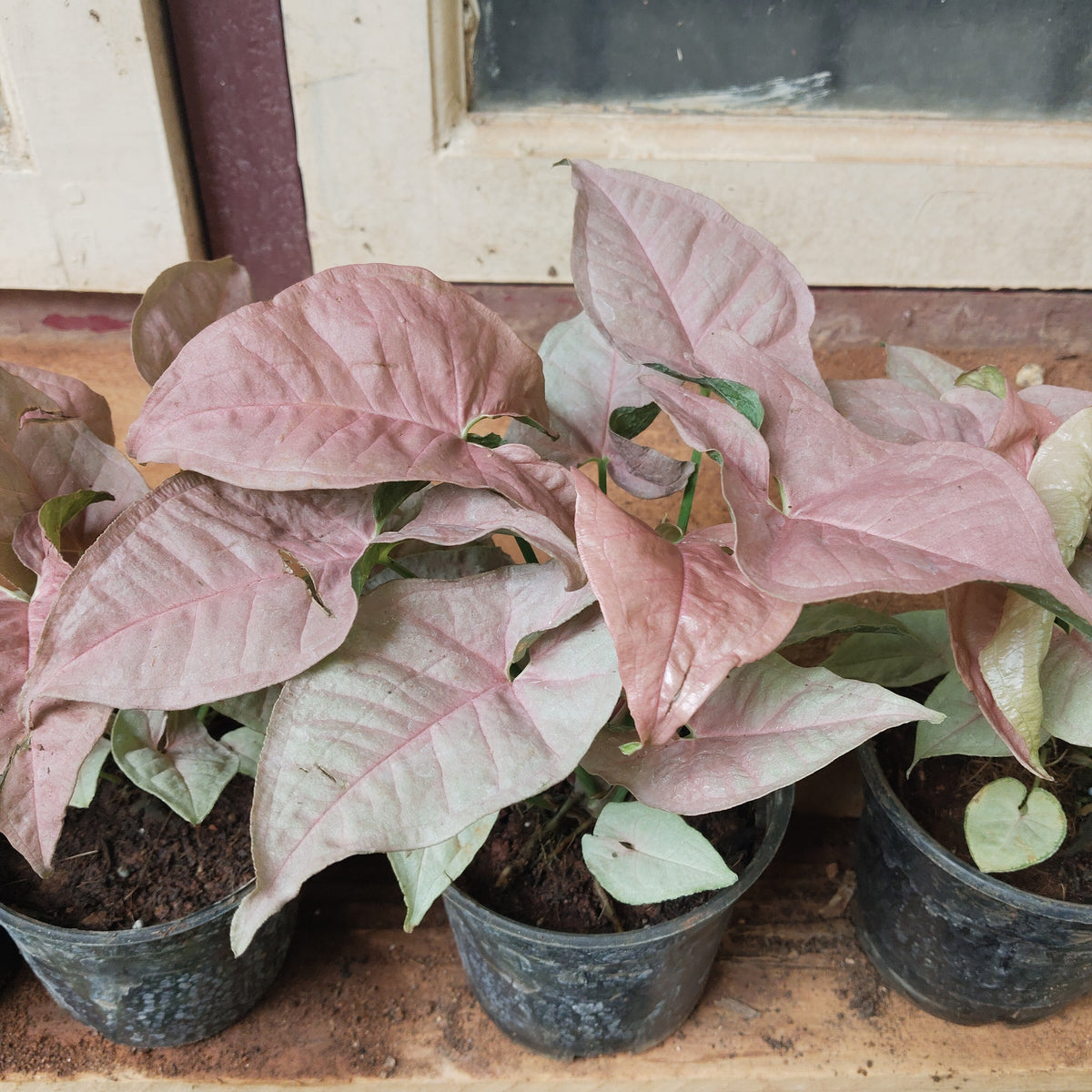 Syngonium Pink