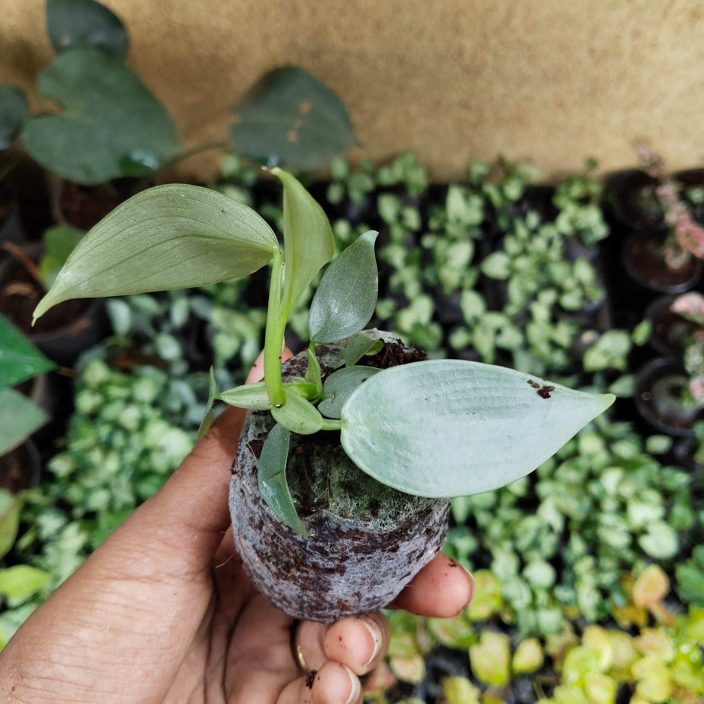 Philodendron martianum Fat Boy