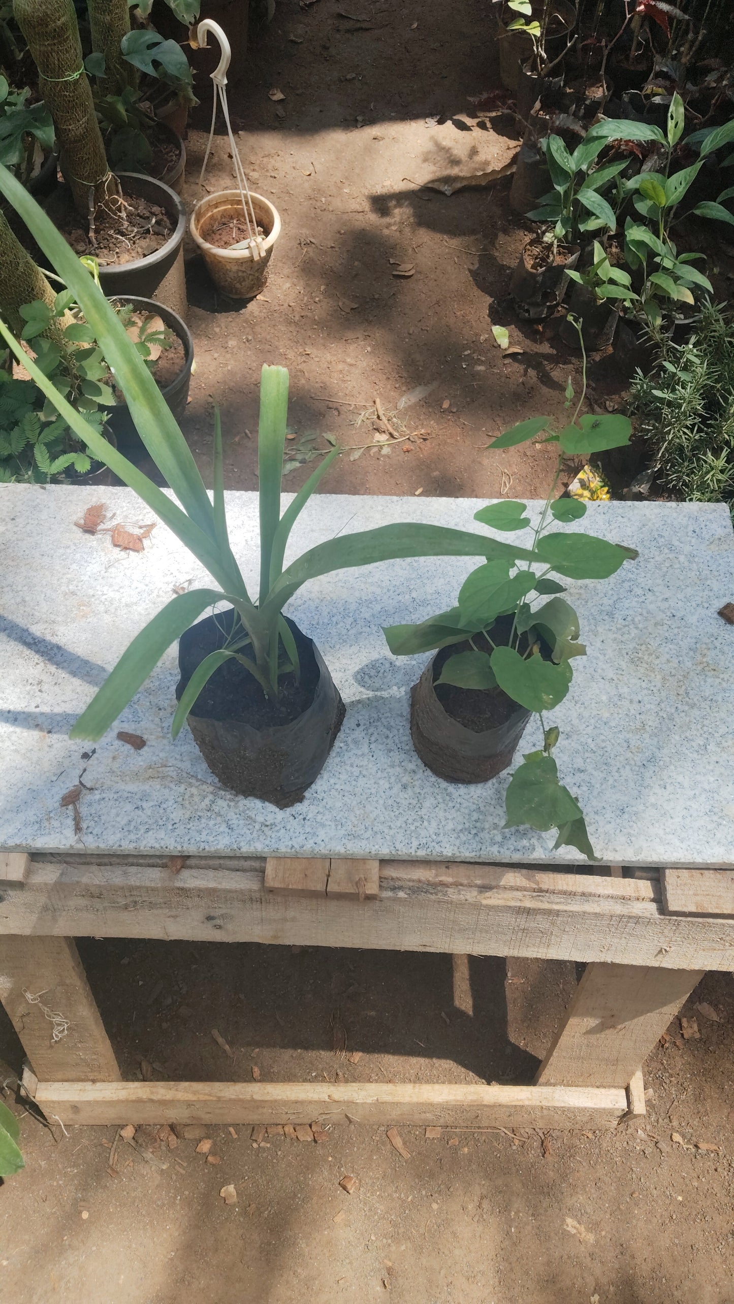 100 Sampangi Flowering combo