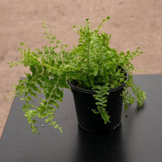 Petticoat Fern