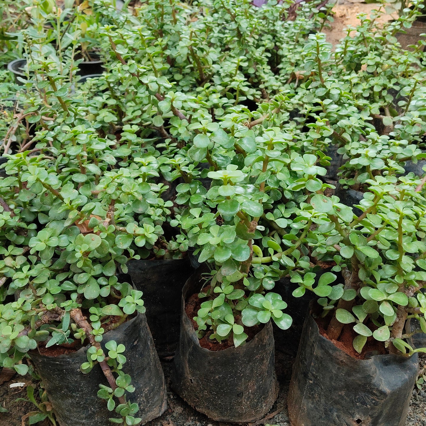 Jade Plant
