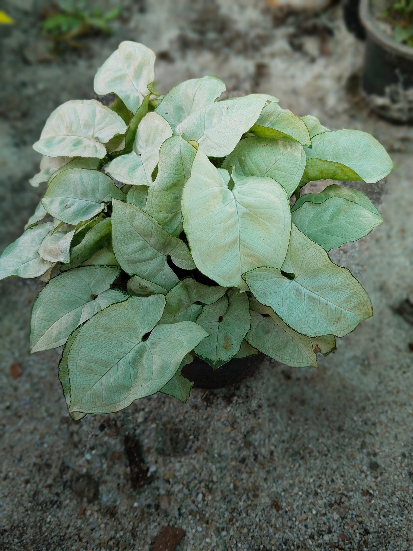 Syngonium white