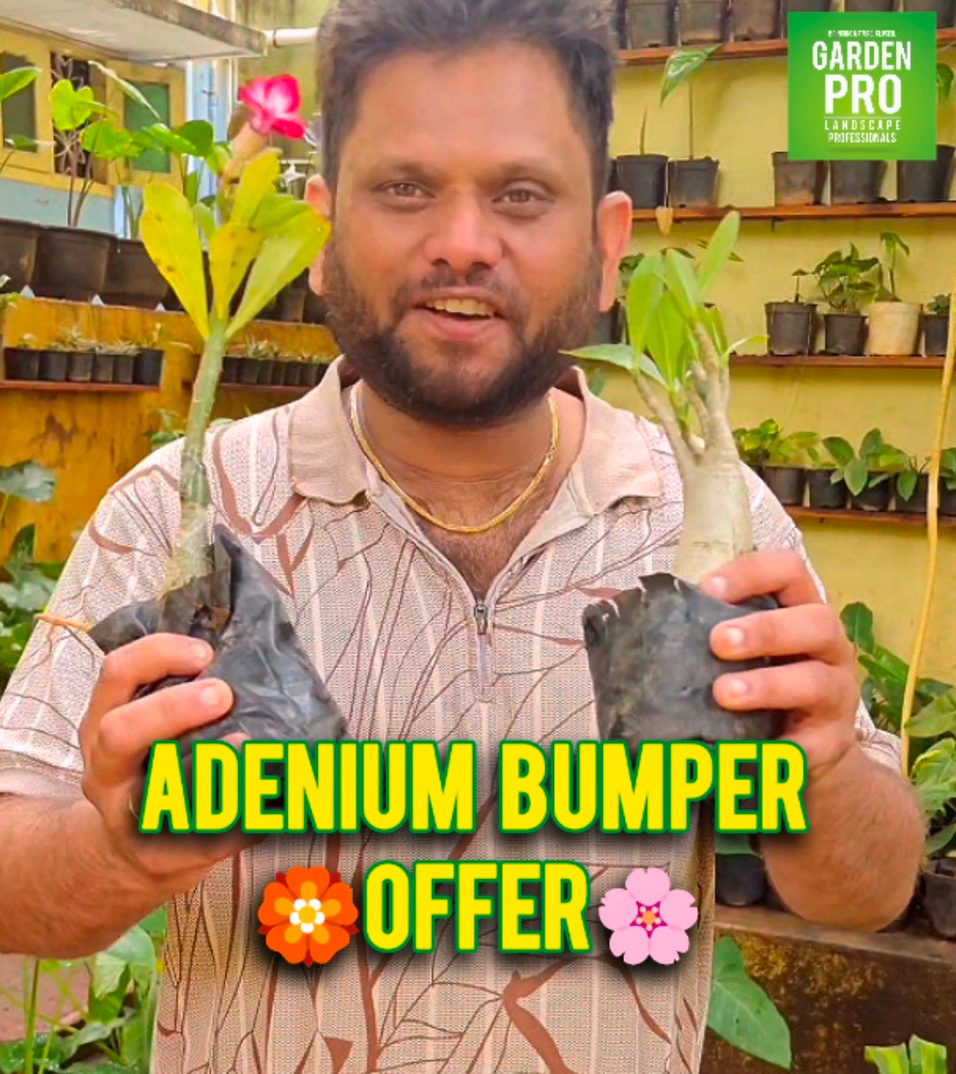 Adenium Bumper Offer