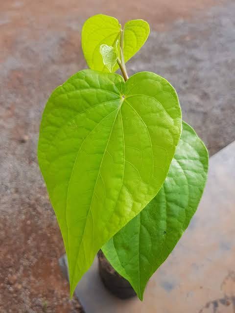 Betel Vine / Vettrilai