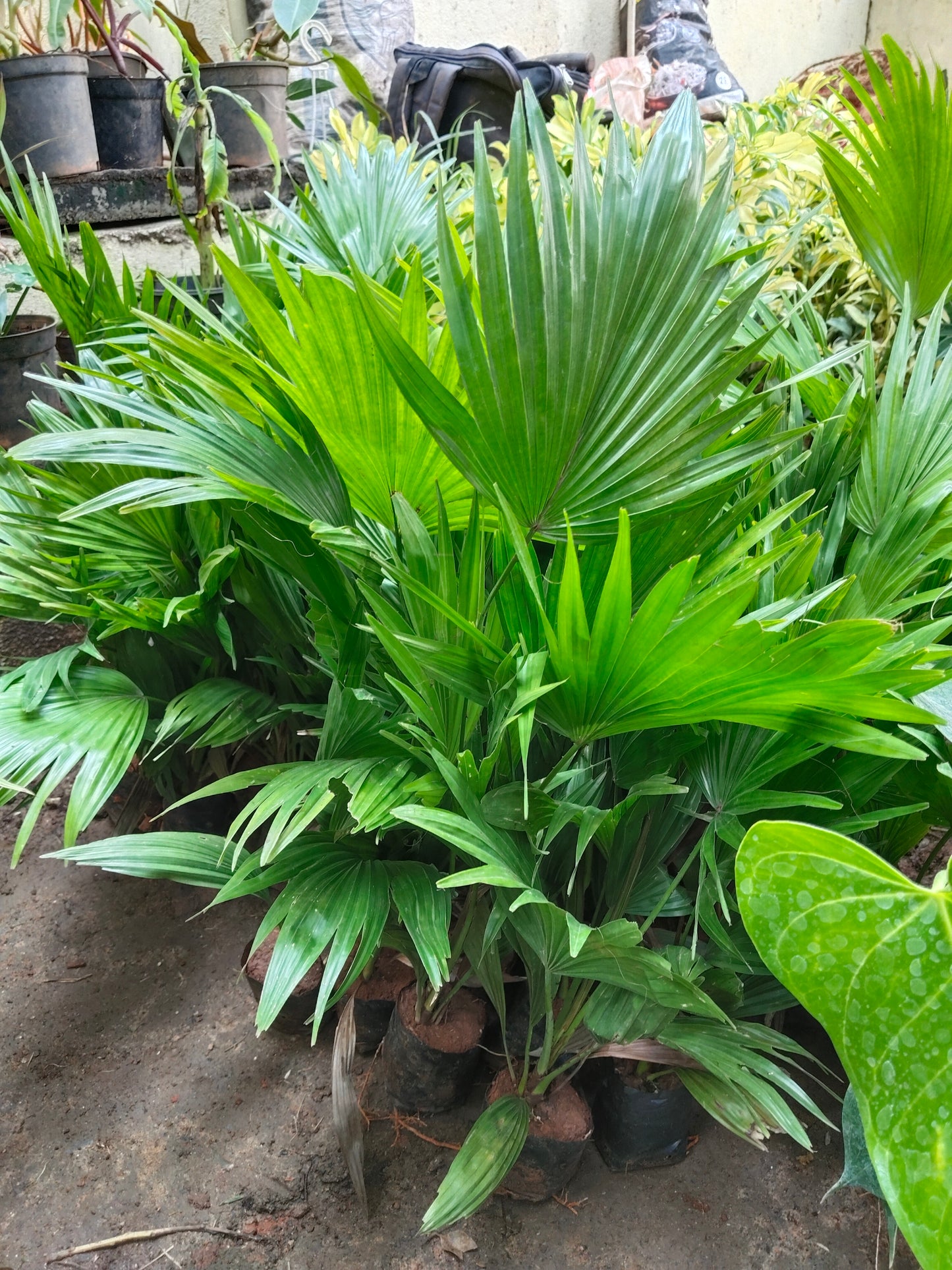 Table Palm