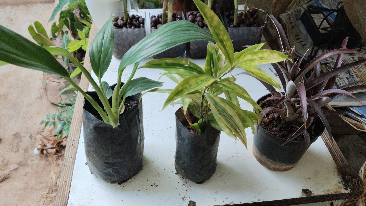 Hardy indoor plants