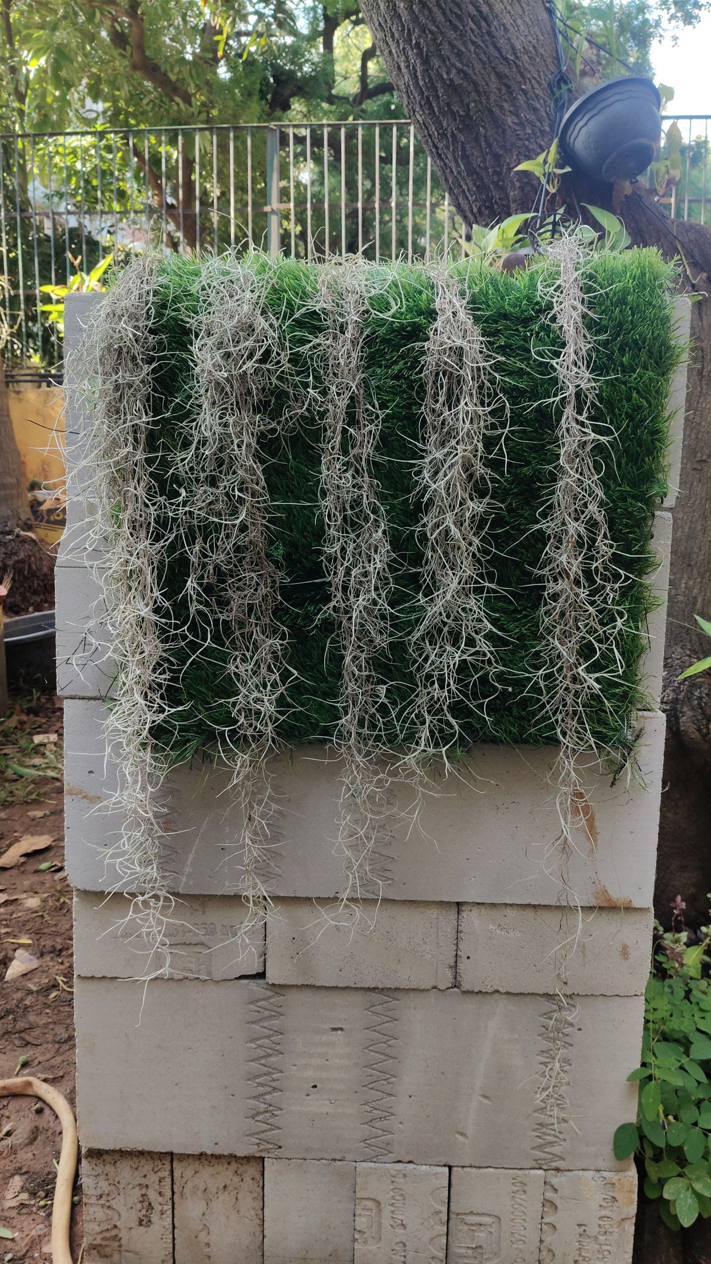 Air Plant Spanish Moss (10-15 cm)