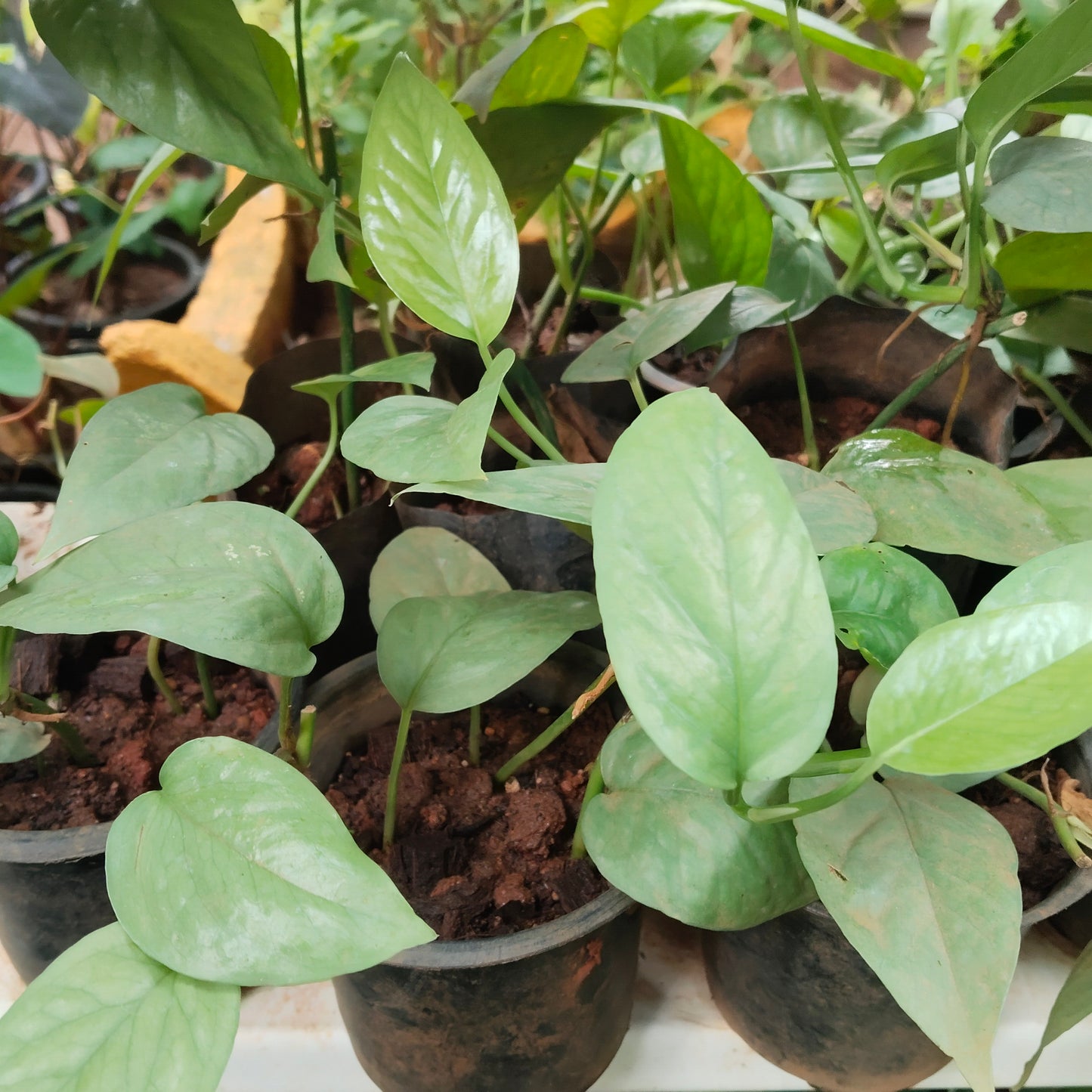 Epipremnum pinnatum cebu blue