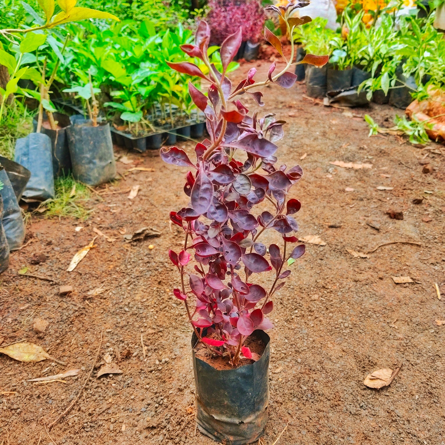 Alternanthera Red