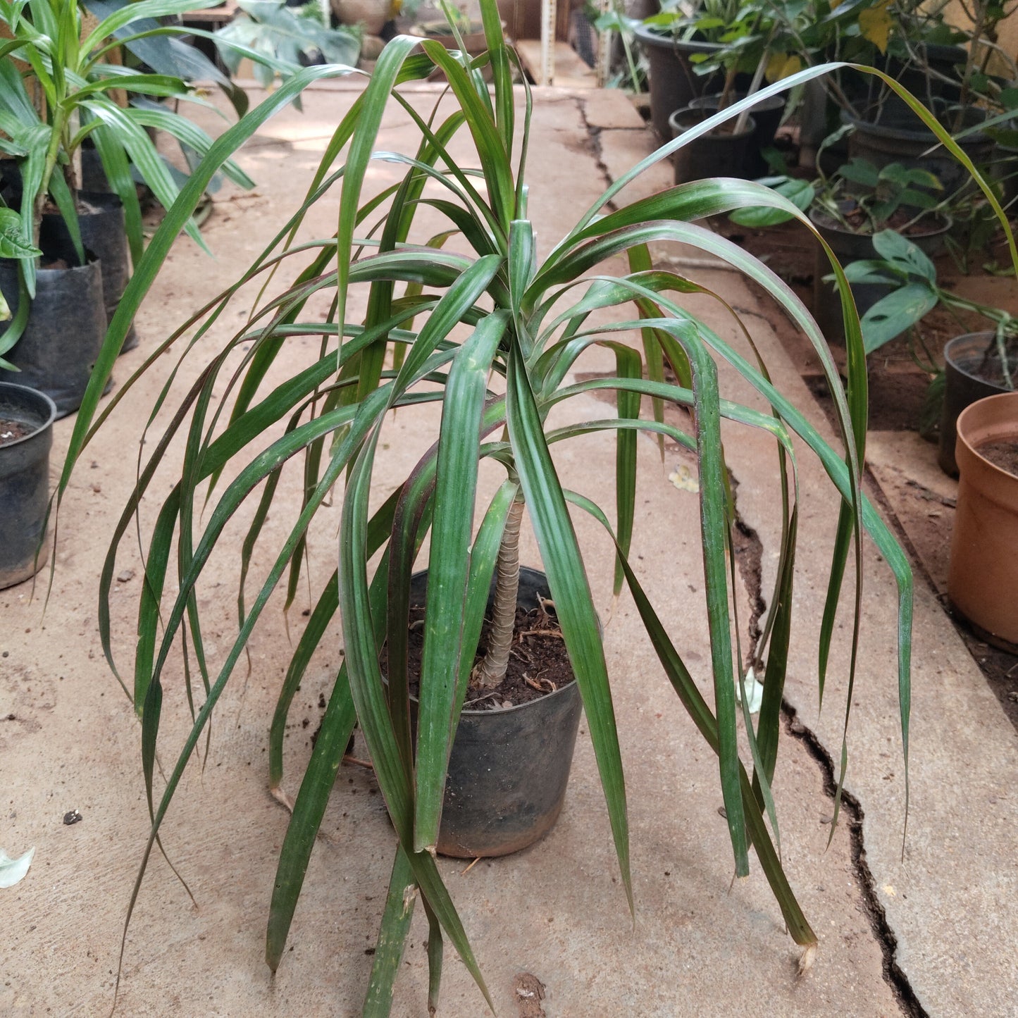 Dracaena Green
