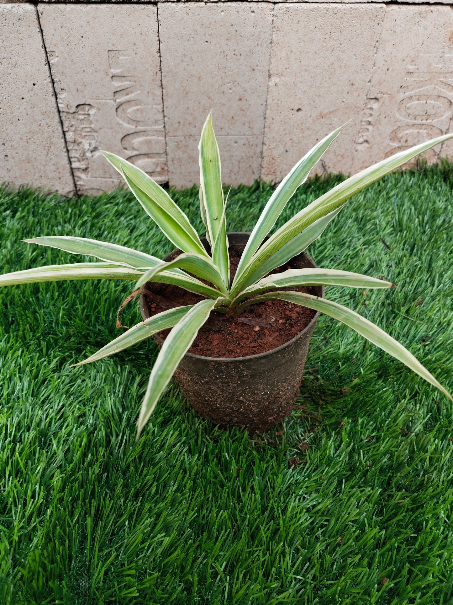 Chlorophytum comosum/ Spider Plant