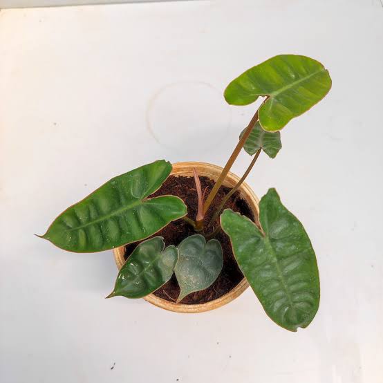 Philodendron billietiae