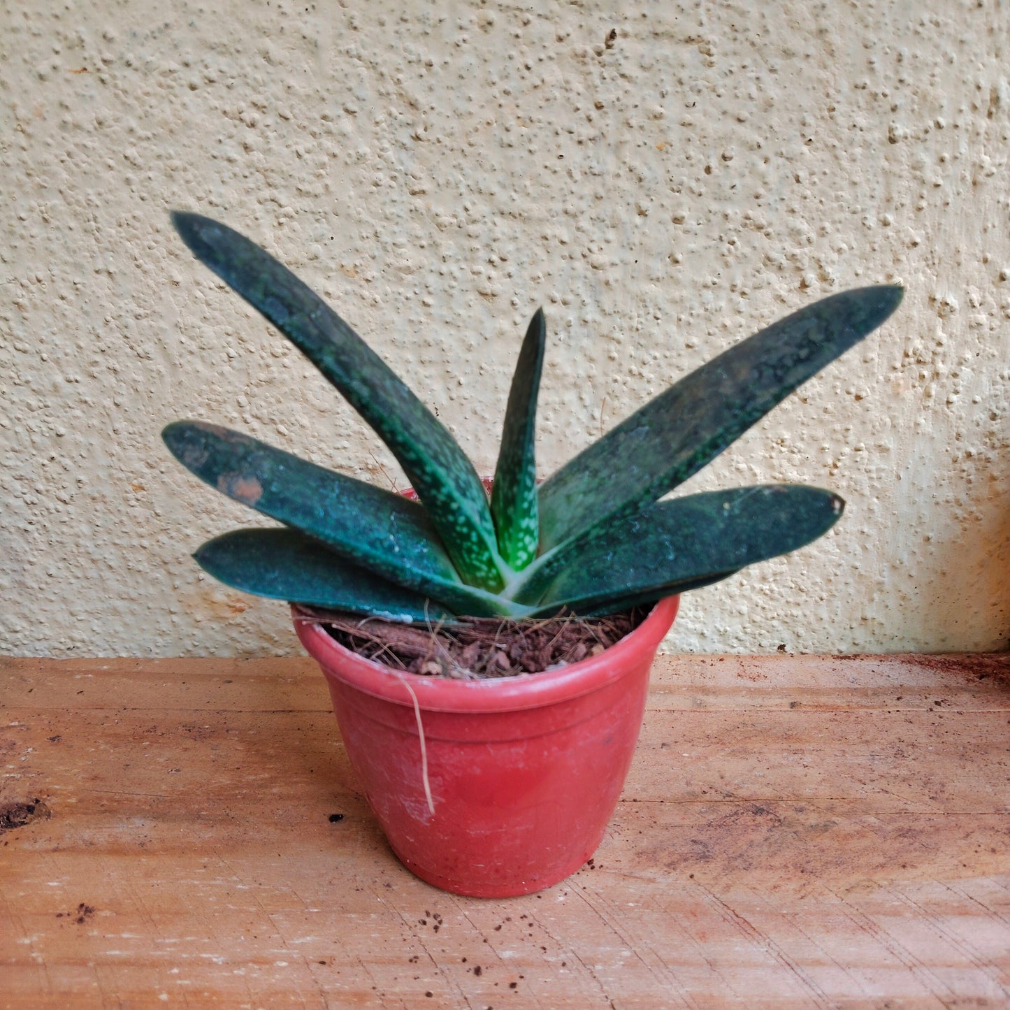 Book Cactus