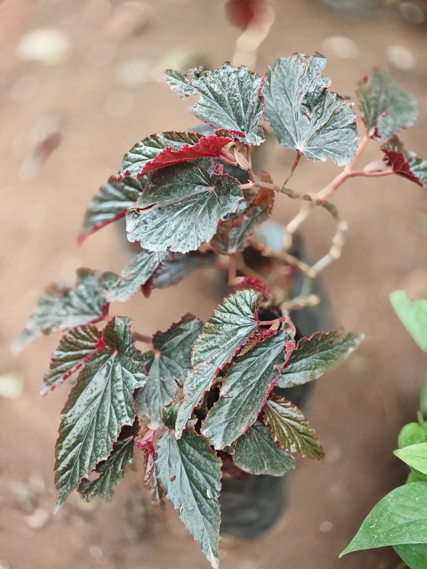 Angel wing begonia