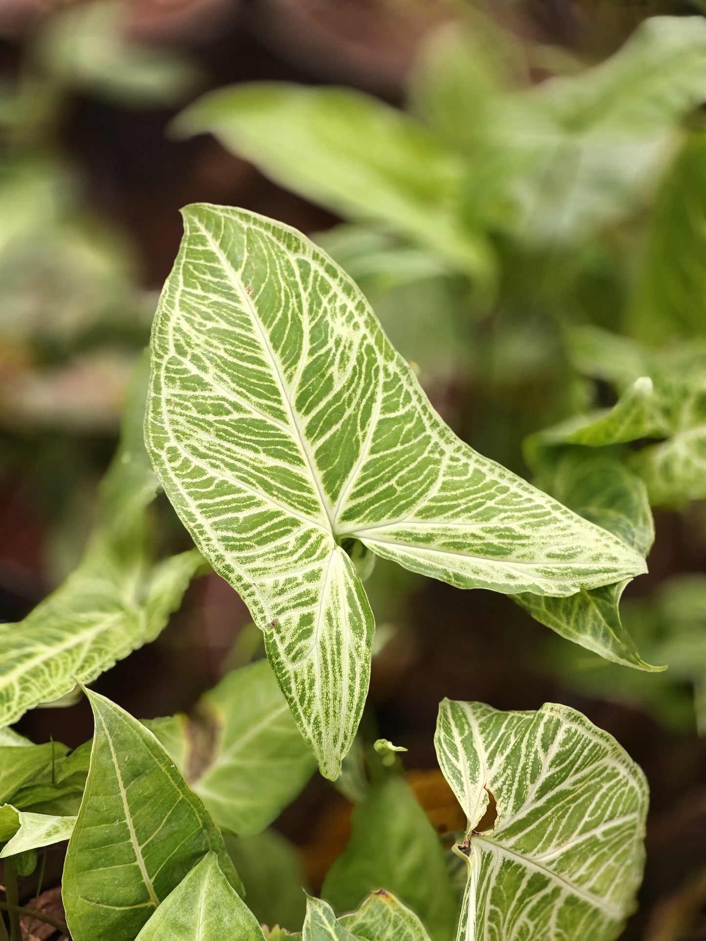 Syngonium bhatik