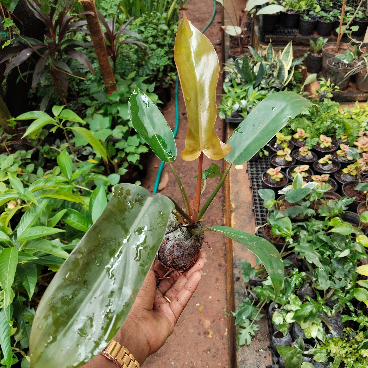 Philodendron Florida Bronze