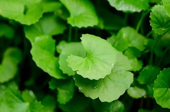 Vallarai Plant/ Centella asiatica