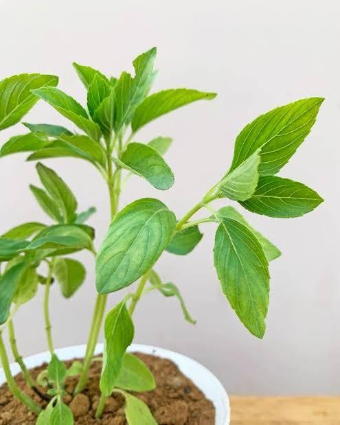 Mint Thulasi / Vicks Thulasi