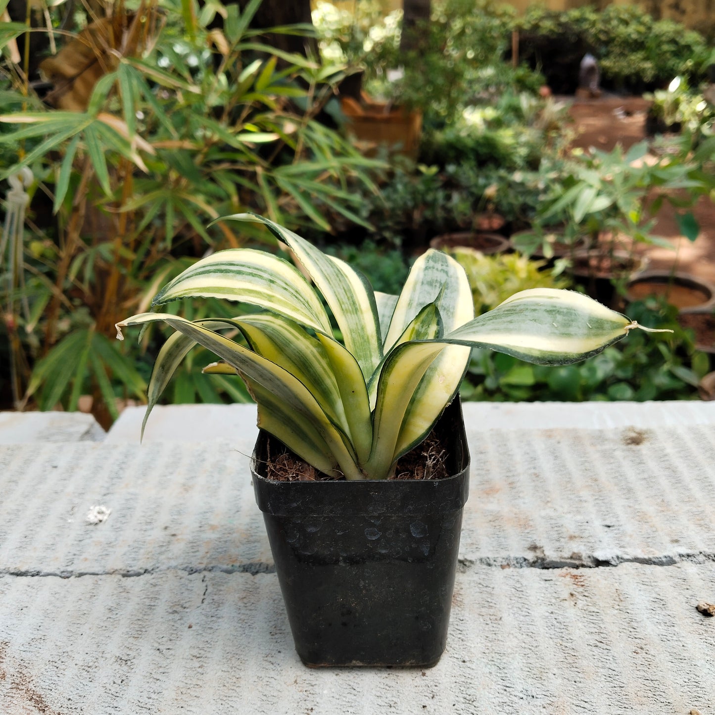 Sansevieria trifasciata Snake plant Gold