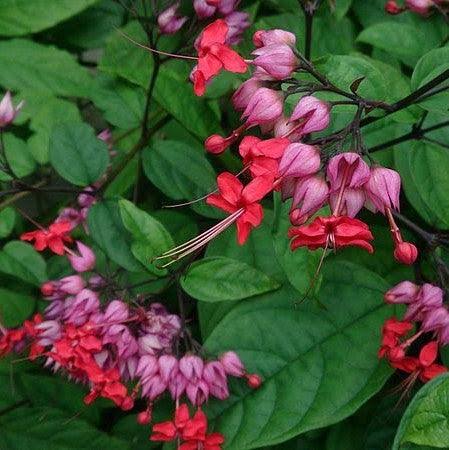 Bleeding Heart