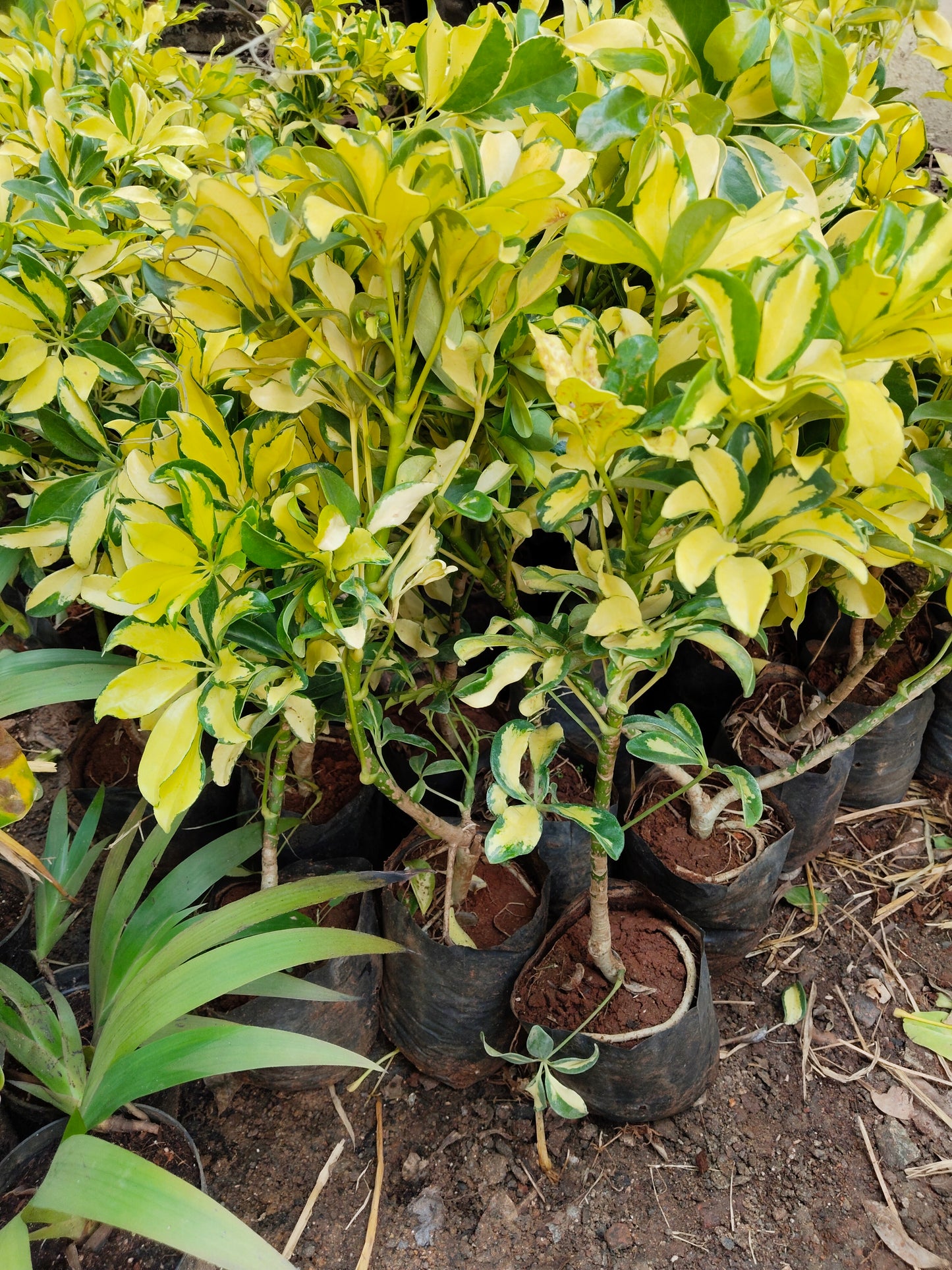 Schefflera variegated