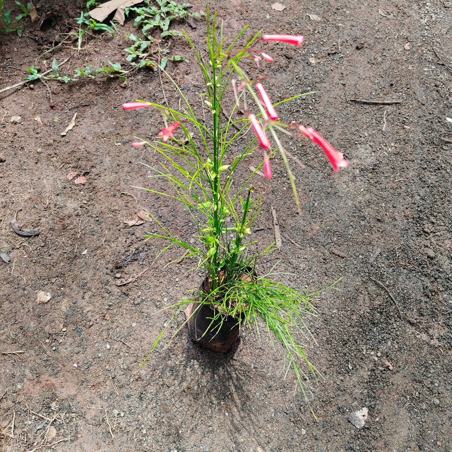 Rusella red fire crackers plant