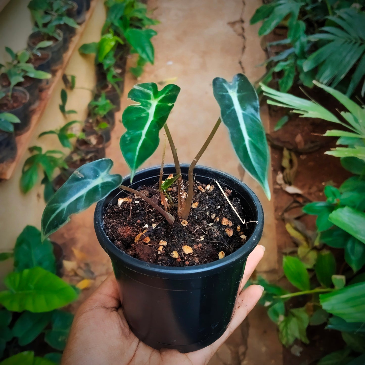 Alocasia Bambino