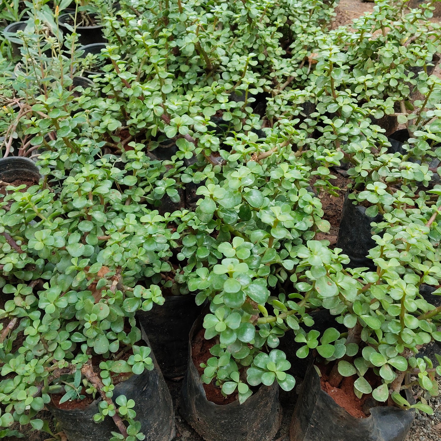 Jade Plant