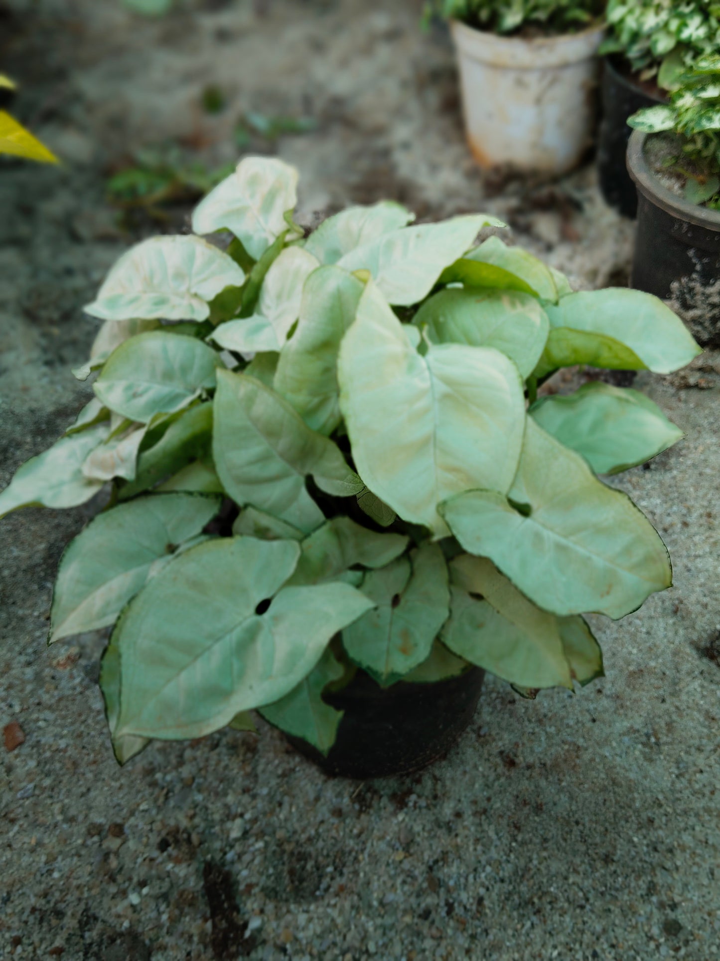 Syngonium white