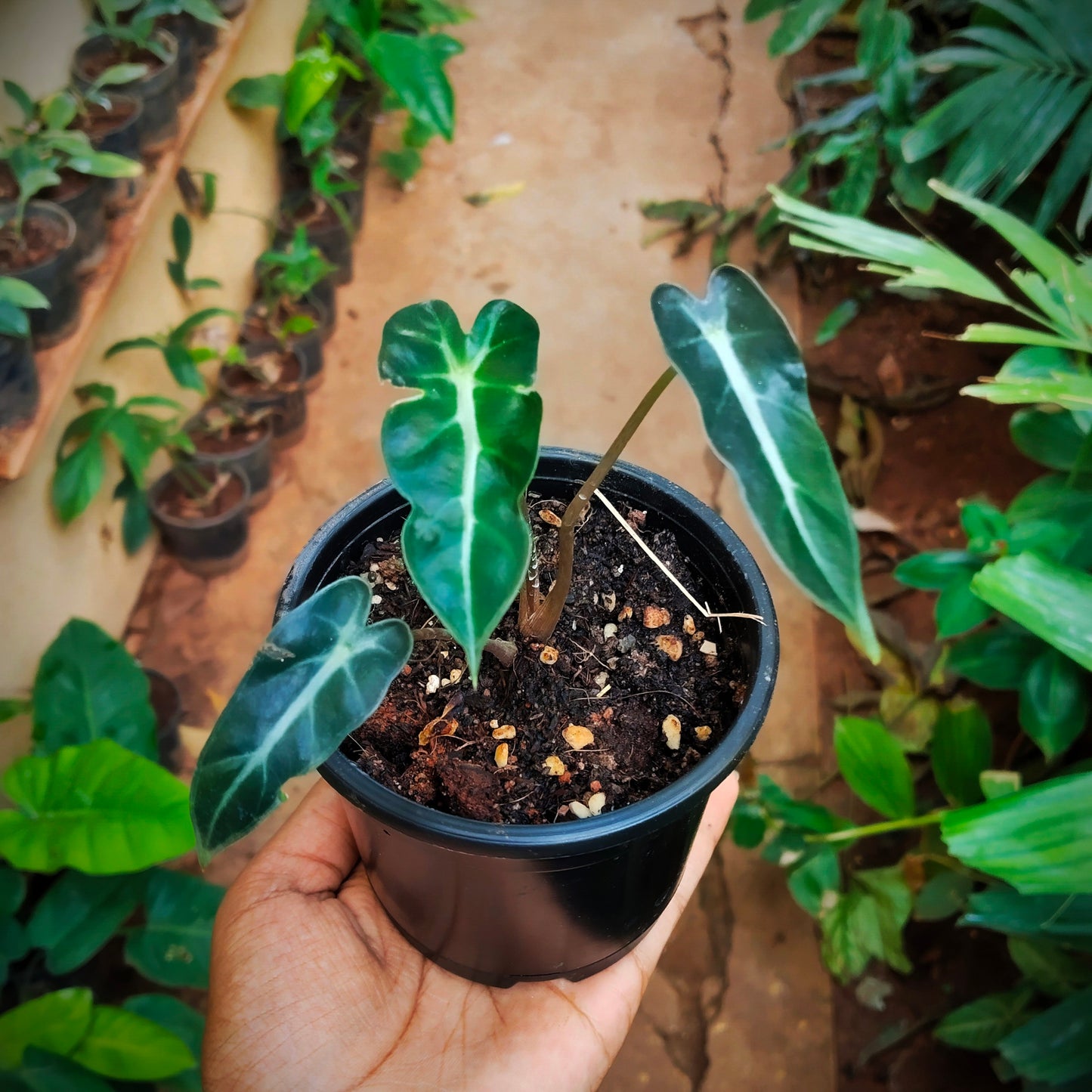 Alocasia Bambino