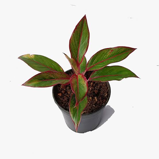 Aglaonema Red Lipstick