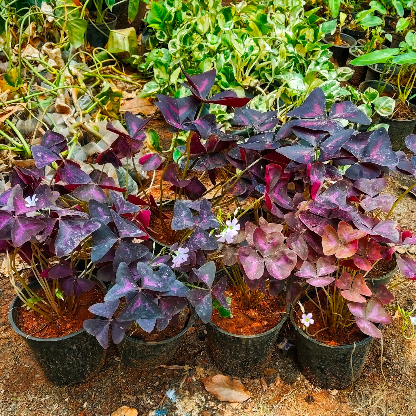 Oxalis Triangularis/ Butterfly Plant