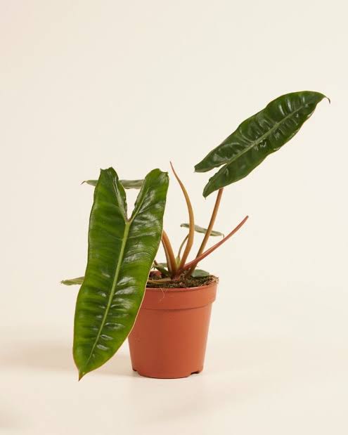 Philodendron billietiae