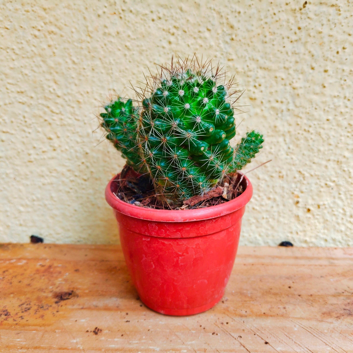 Mammillaria cactus Pink Flower