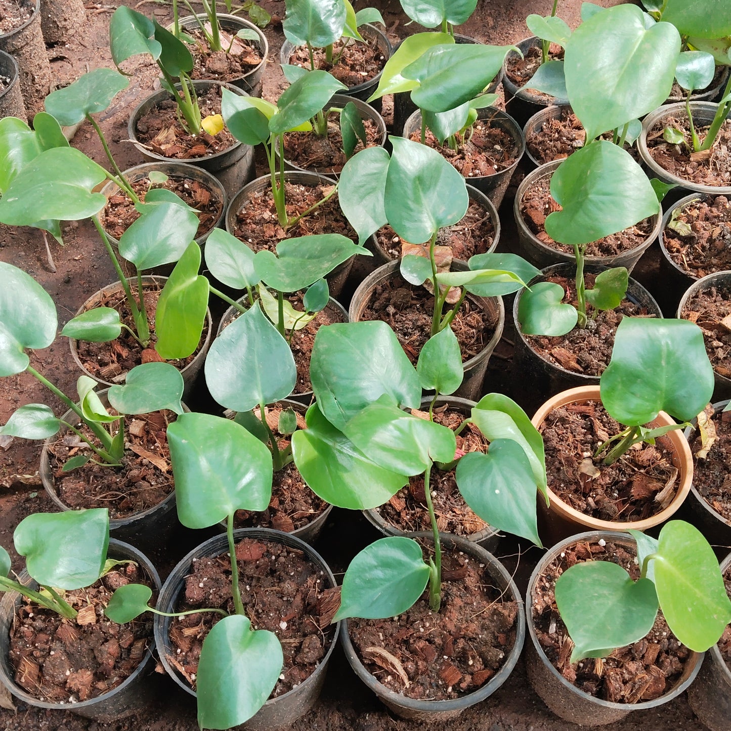 Monstera Deliciosa Mini