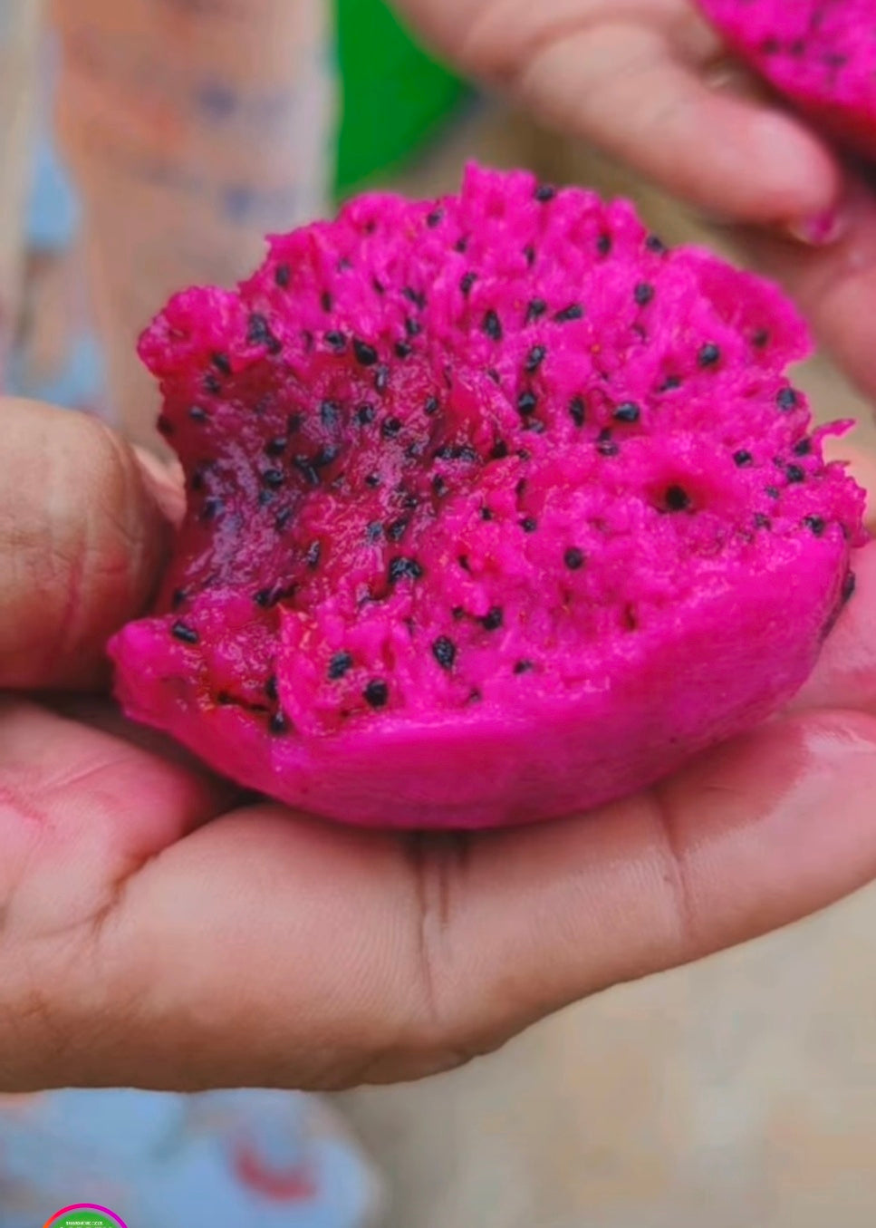 Dragon fruit 3stem cutting