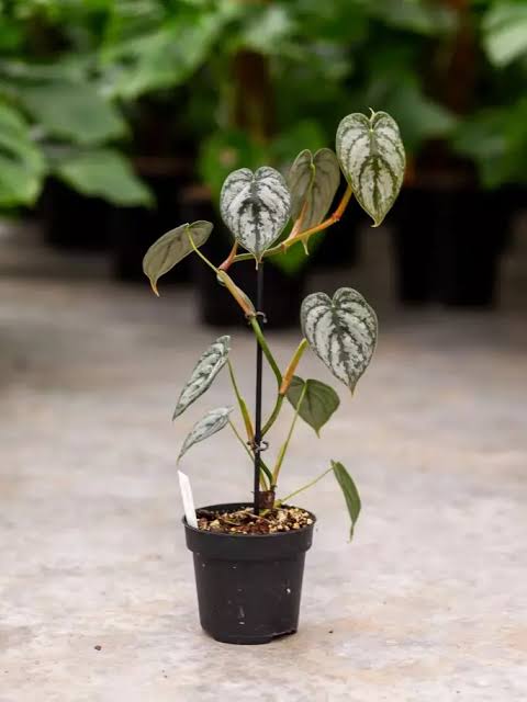 Philodendron brandtianum