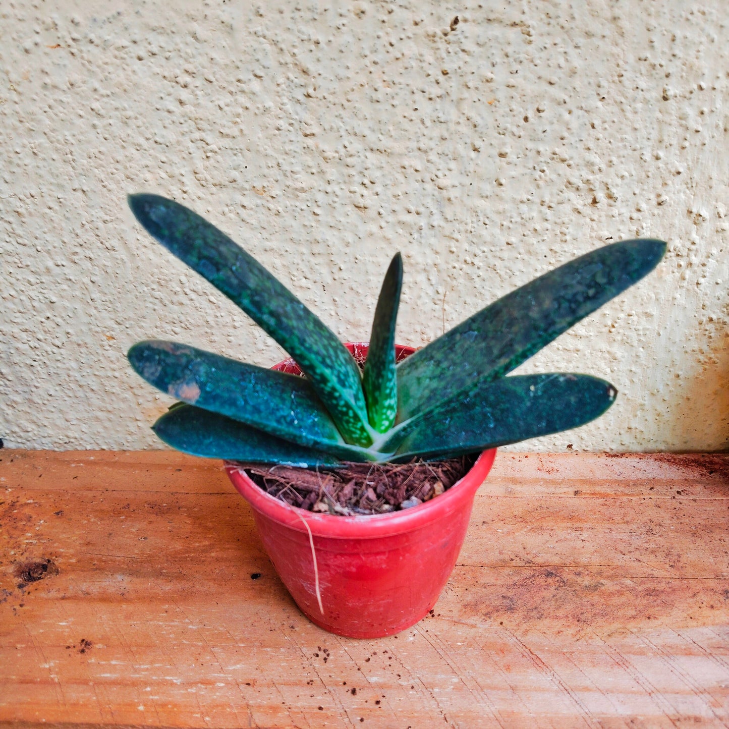 Book Cactus
