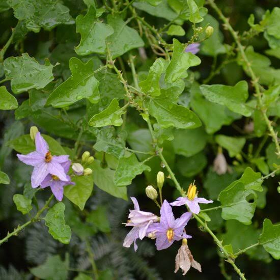 Solanum trilobatum / Thuthuvalai