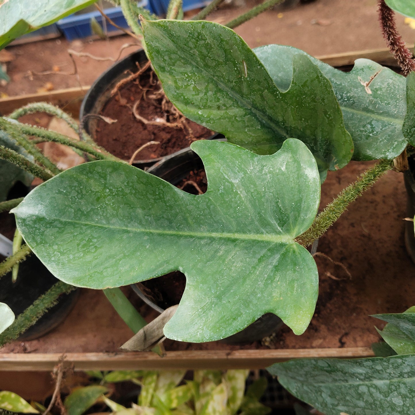 Philodendron Squamiforum