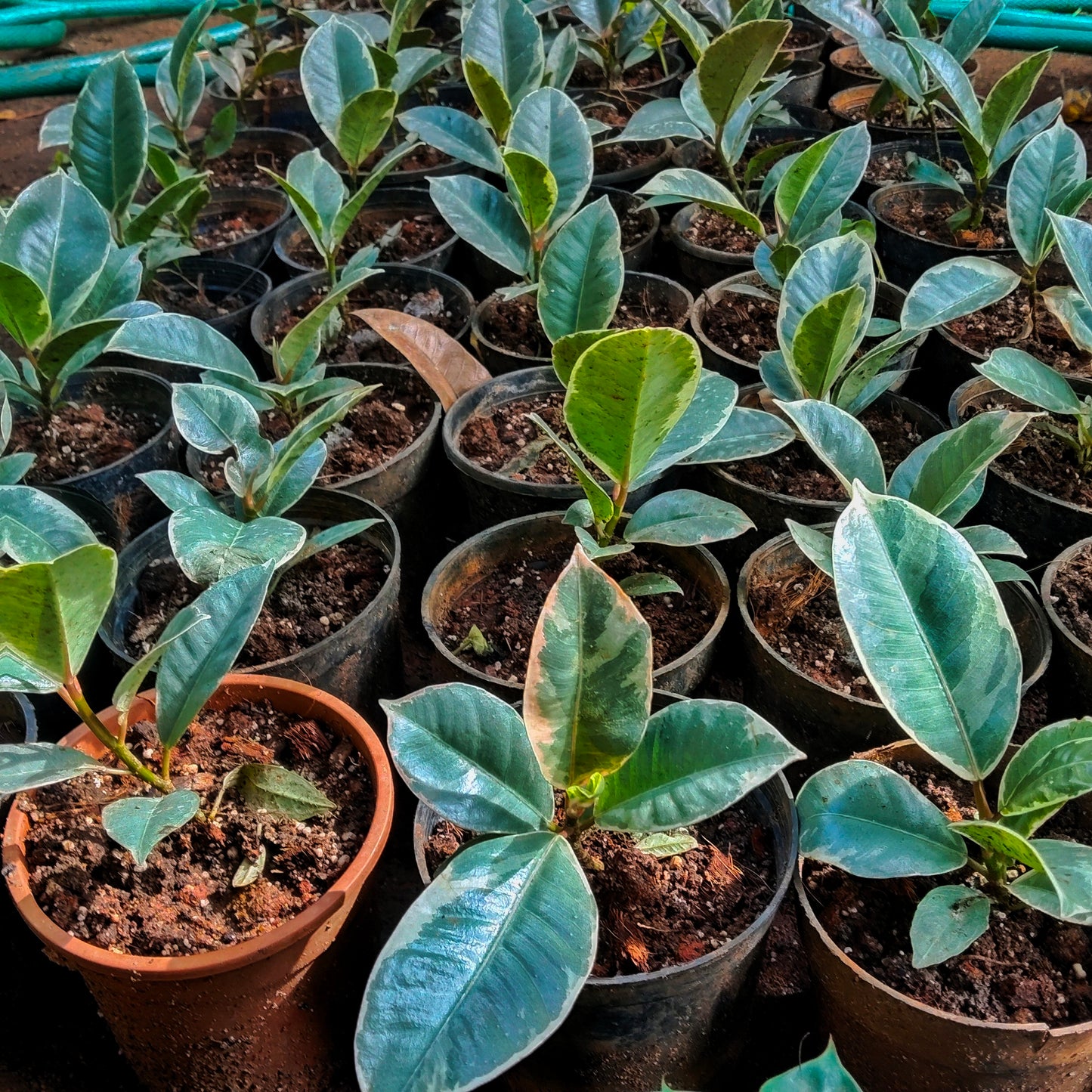 Ficus Tineke Rubber Plant