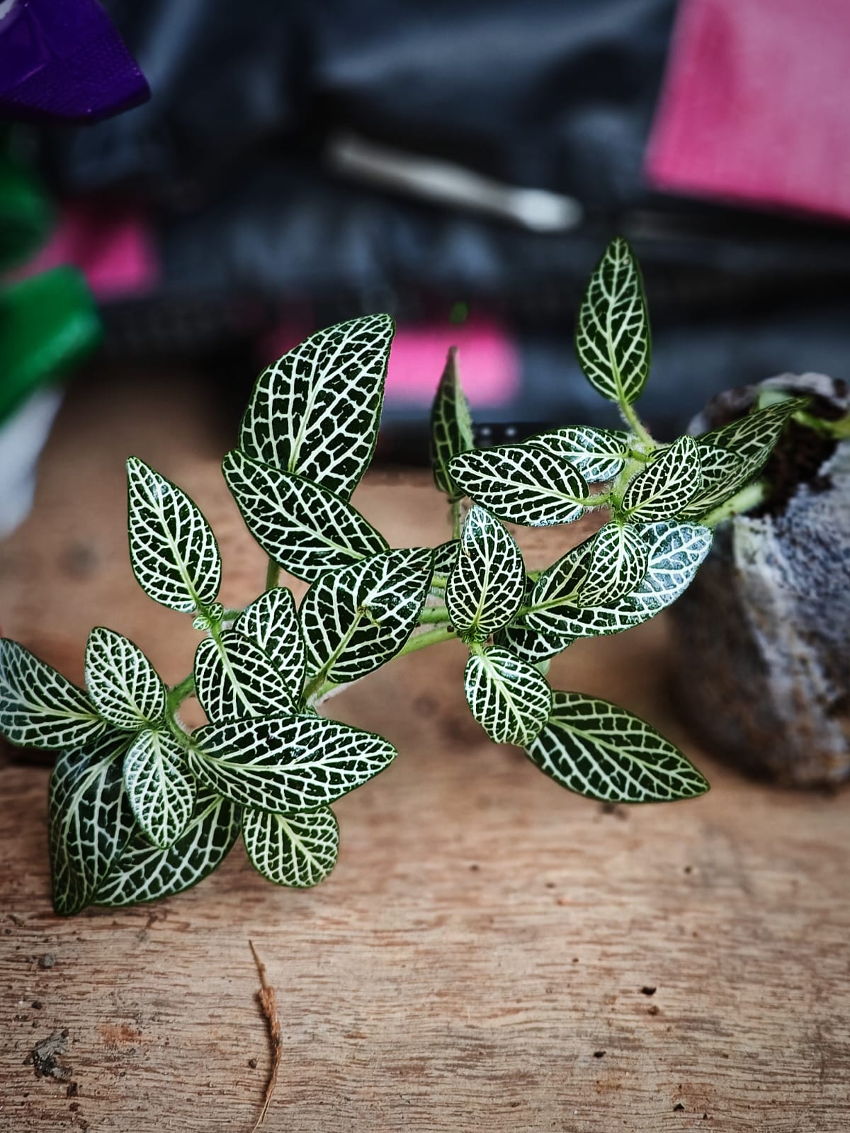 Fittonia Nerve plant