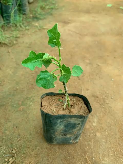 Solanum trilobatum / Thuthuvalai