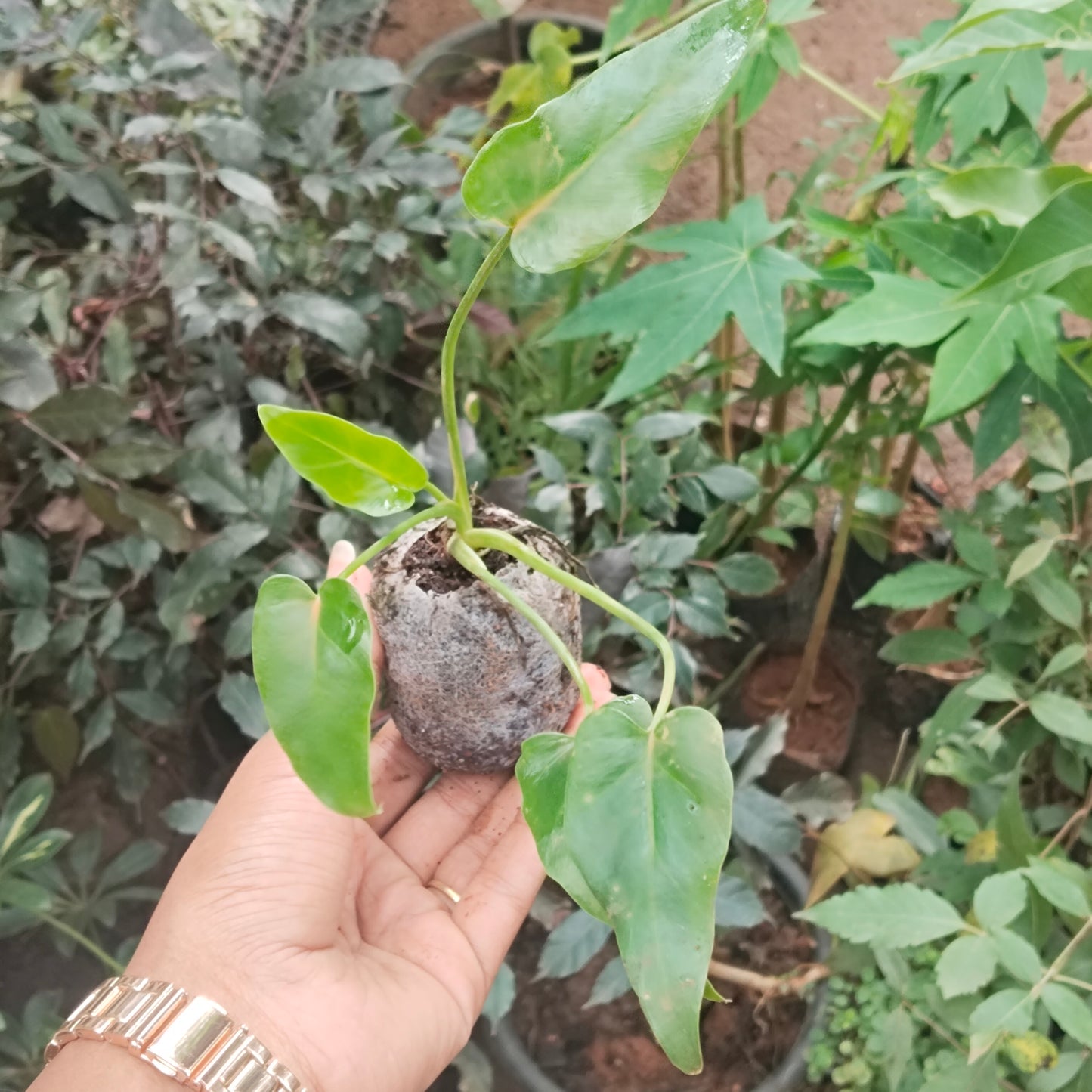 5 Philodendron Combo