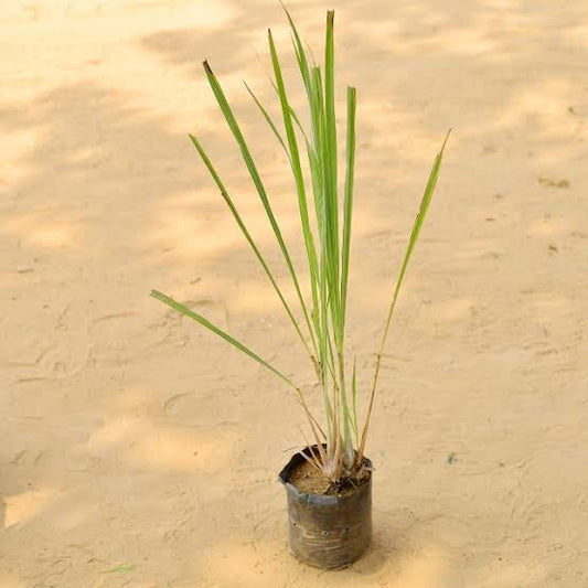 Lemongrass