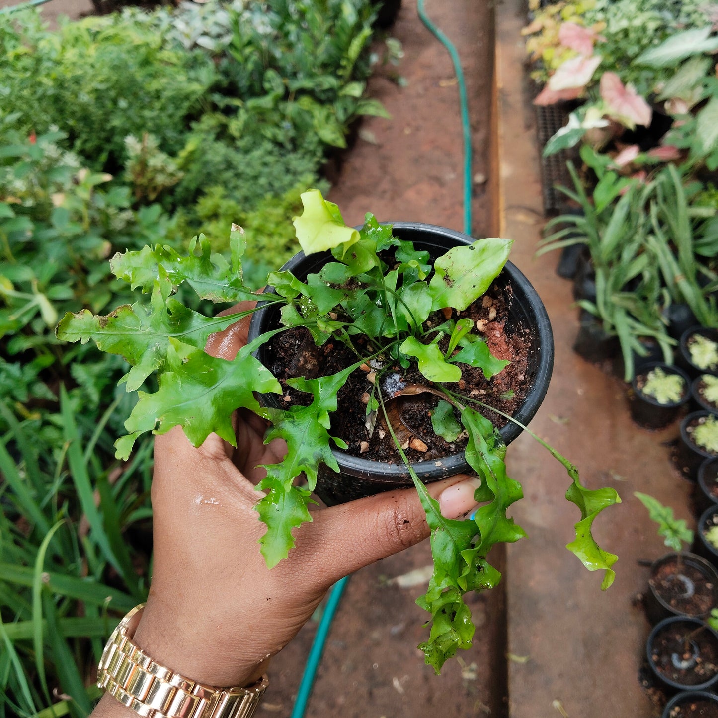 Hawaiian Sunshine Fern