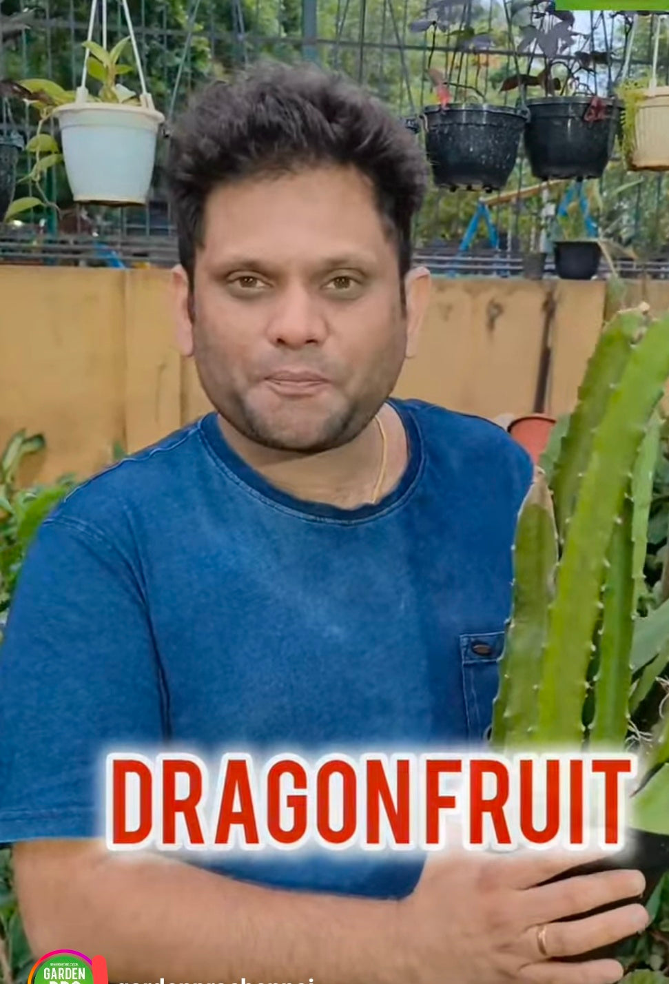 Dragon fruit 3stem cutting