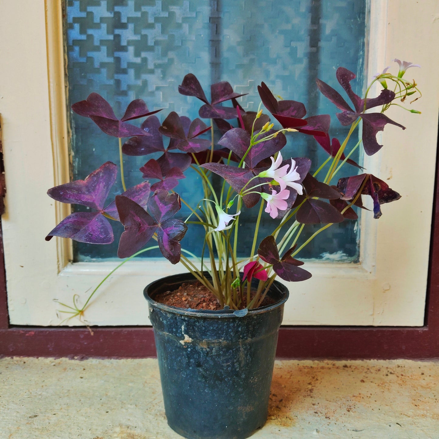 Oxalis Triangularis/ Butterfly Plant