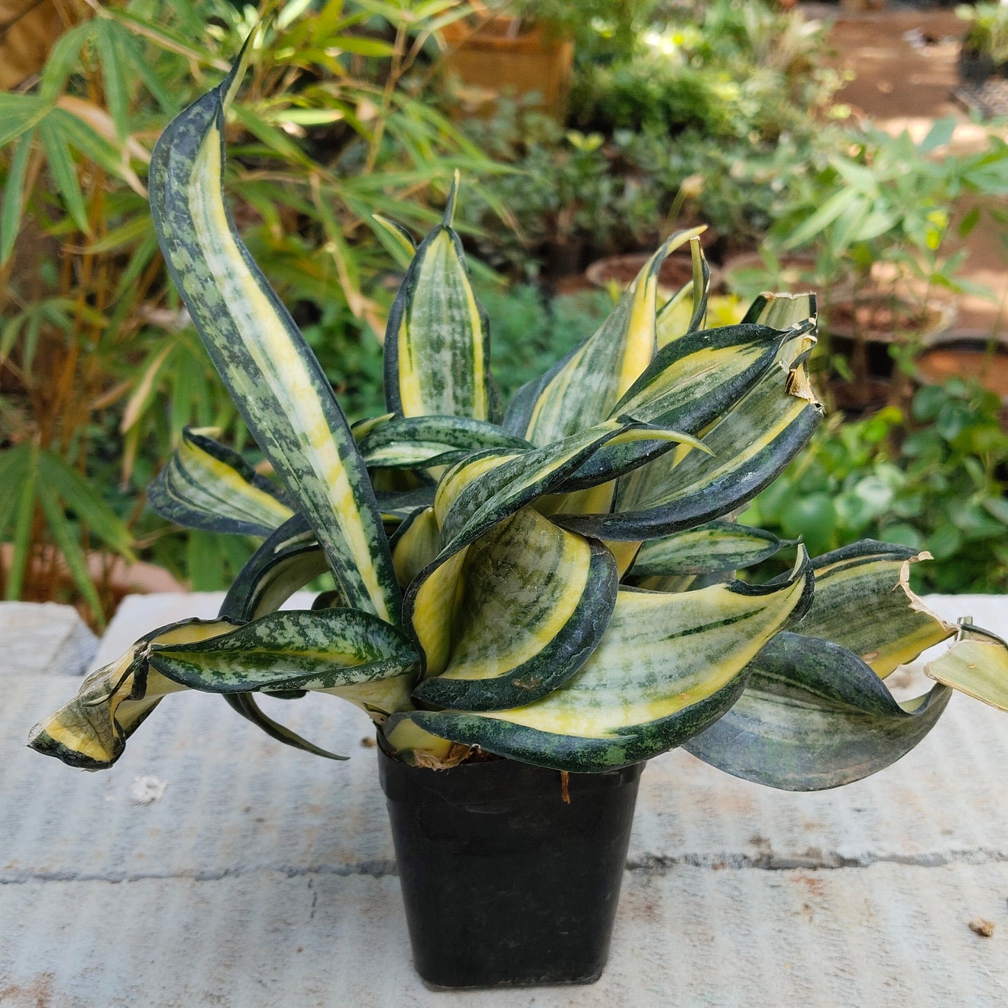 Snake Plant Trifasciata Green Hahni