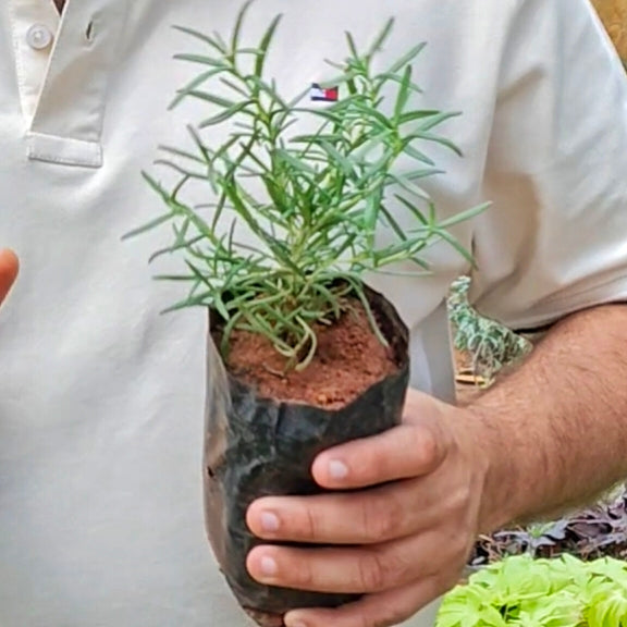 Rosemary